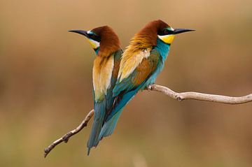 Bee-eaters together on a stick. by Wiel Arets