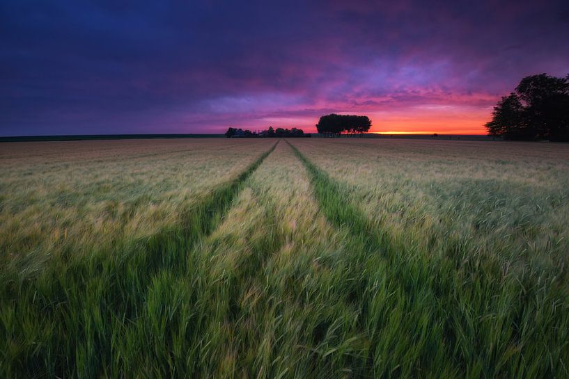 Sonnenaufgang und wogendes Getreide von Jenco van Zalk