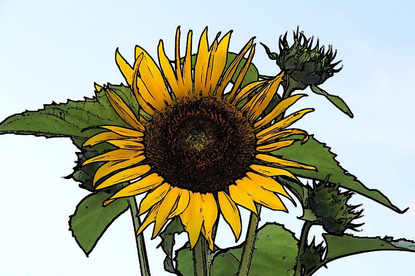 Sunflower by Jose Lok