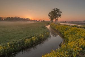 Typical Dutch landscape