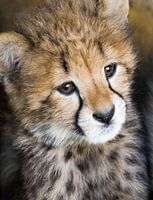 Guépard mignon 
