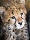 Jonge cheetah van Marcel van Balken thumbnail