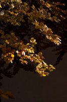 Fall Foliage