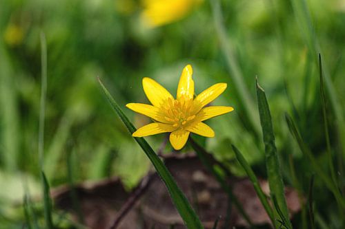 La fleur se sent bien à la lumière du soleil