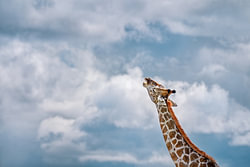 Giraffe, die mit dem Kopf in den Himmel streckt
