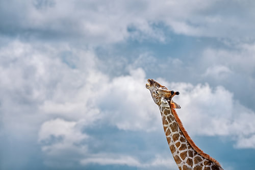 Girafe tendant la tête vers le ciel