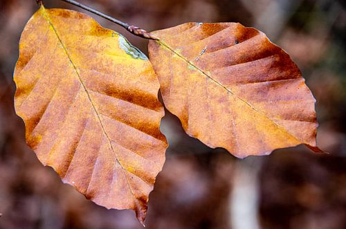 Autumn is here
