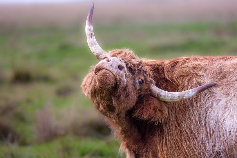 Maar als het zo jeukt...! van Annett Mirsberger