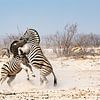 Deux mâles zèbres se battant pour une femelle. sur Jeroen de Weerd