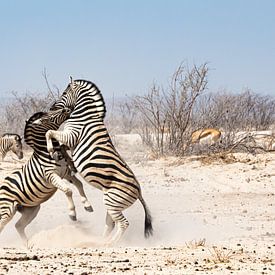 2 Vechtende zebra's van Jeroen de Weerd