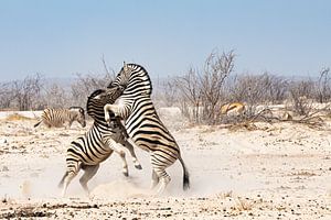 Zwei Zebramännchen kämpfen um ein Weibchen von Jeroen de Weerd