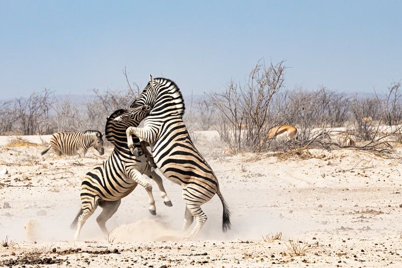 2 Vechtende zebra's van Jeroen de Weerd