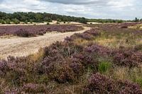Heide Loonse en Drunense Duinen