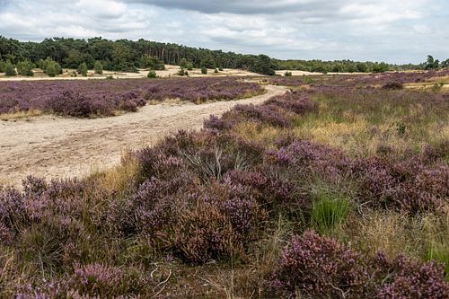 Lande de Loonse et dunes de Drunense
