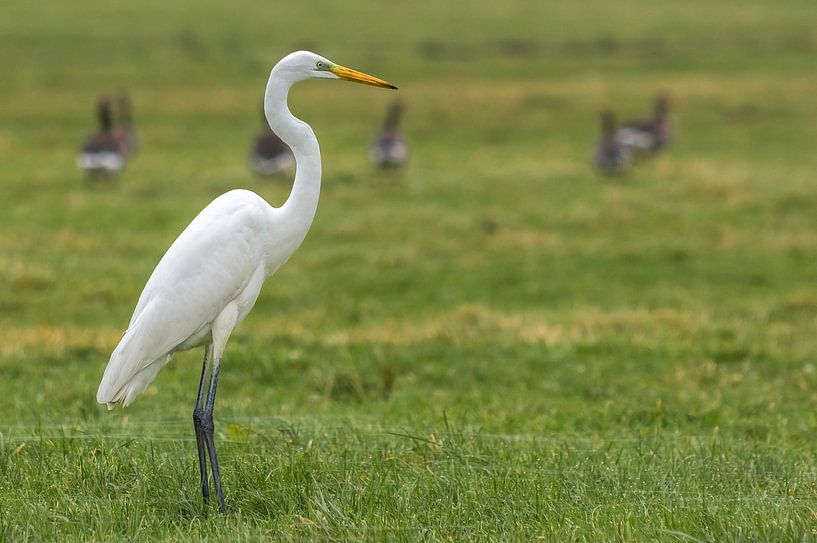 Zilverreiger in weiland par Ferry Kalthof
