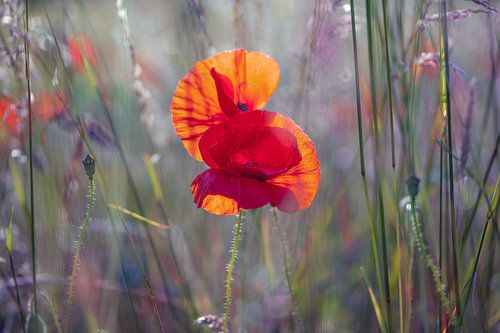Mohnblume im Blumenfeld