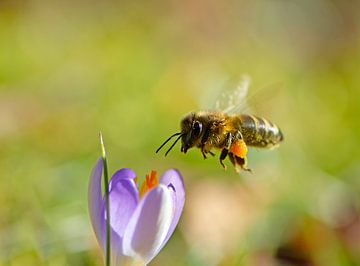 Photo macro d'un crocus pourpre et d'une abeille sur ManfredFotos