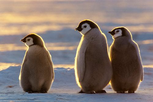 LP 70514994 Baby emperor penguins in Antarctica