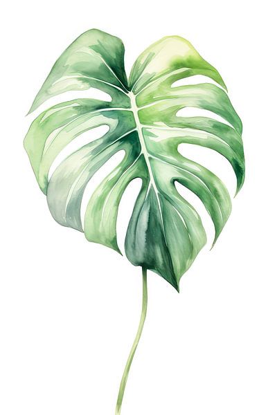 Philodendron by May