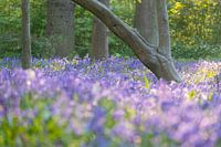 Ein Wald voller Waldhyazinthen