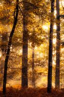 Colorful Autumn