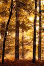 Colorful Autumn van Thomas Jansen thumbnail