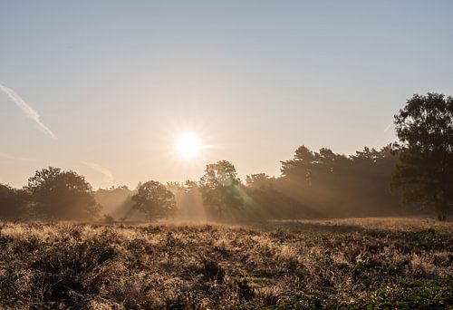 Wolfhezer heide part 12