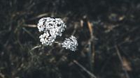 Rockweed
