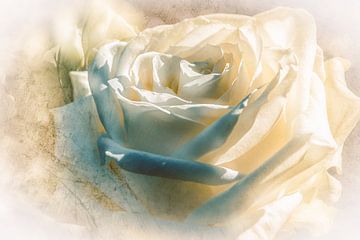Weisse Rose im Traumland von Nicc Koch