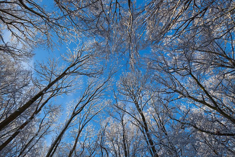 Forest by Bo Valentino