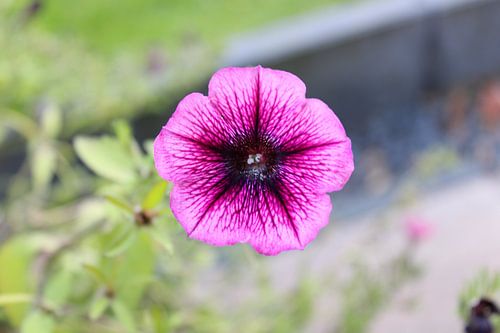 Lila Einzelgänger von Cynthia Busch