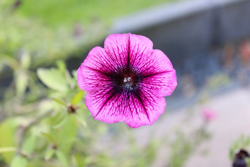 Purple loner by Cynthia Busch