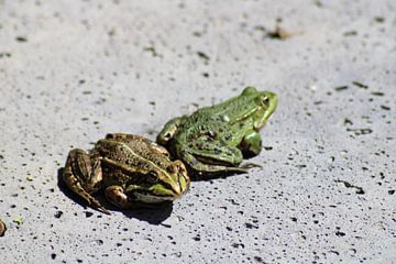 Frogs on the move by Bianca Massaar