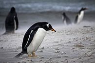 Gentoo penguin In the storm by Antwan Janssen thumbnail