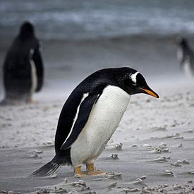 Gentoo penguin In the storm