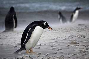 Pingouin gentoo Dans la tempête