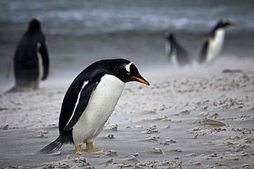 Gentoo penguin In the storm by Antwan Janssen