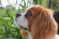 Staring dog.