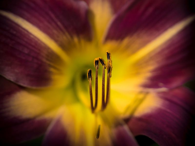 The heart of the lily by Rob van der Wal