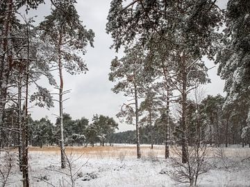 Kempisch landschap in de winter van Inez VAN DE WEYER