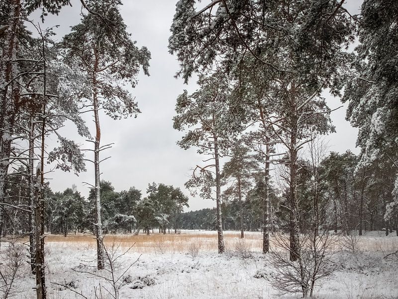 Kempener Landschaft im Winter von Inez VAN DE WEYER