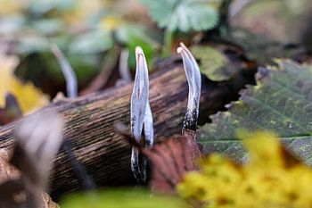 Hoorntjeszwam herfst foto