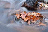 Herfst