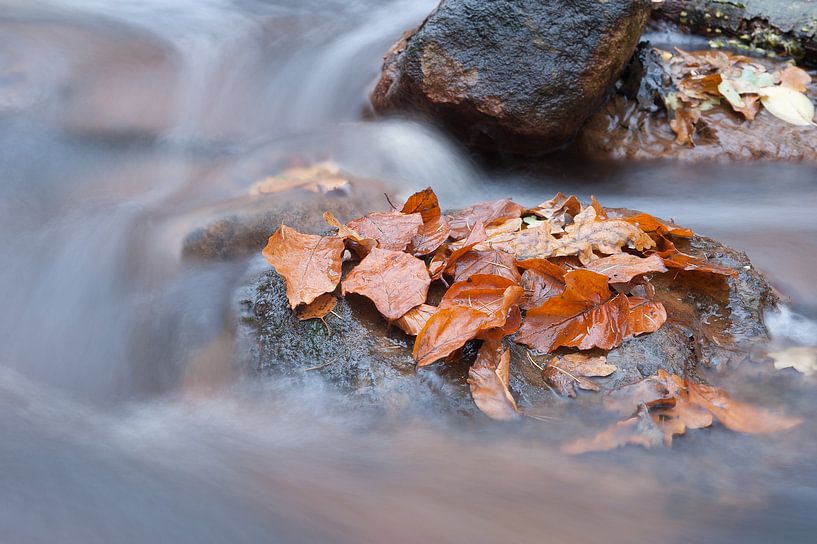Herfst by Han Bouwmeester