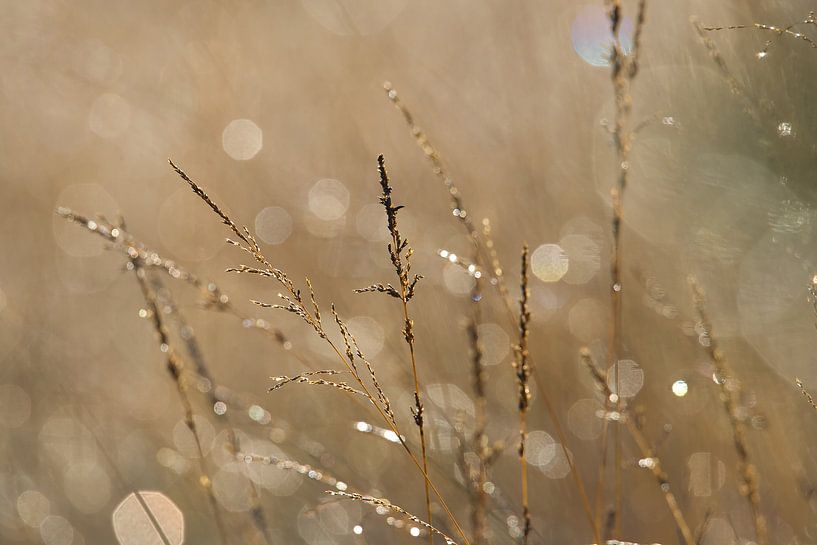 Ruwe diamanten.... by Ron van Elst