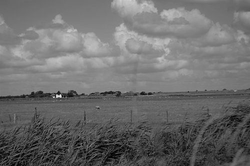 Weide landschap Texel