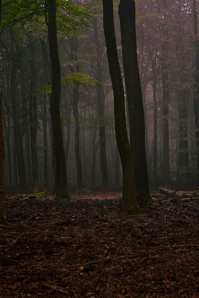 Dancing trees. by PEEQ.