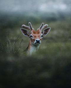 Dam hert in mist van Glenn Slabbinck