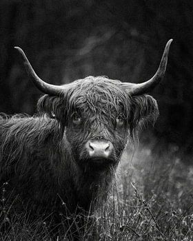 Auge in Auge mit dem Hochlandrind