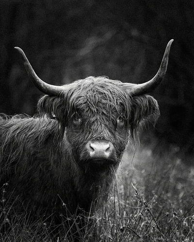 Face à face avec le highlander